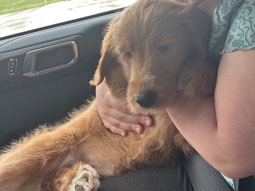 Goldendoodle – Female Goldendoodle F1 – Galax