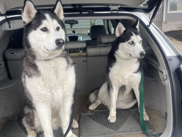 Siberian Husky – Balto the Babylove need a new family home🦋 – Owings Mills