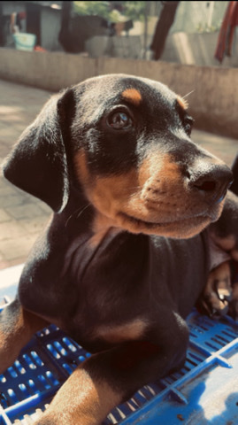 Doberman Pinscher – "Champion Bloodline Doberman Puppies for Sale – Intelligent, Loyal, and Protective Companions!"