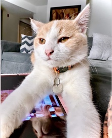 American Shorthair – Rehoming Cat