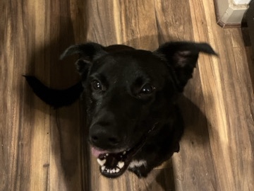 Labrador Retriever – FREE FOR ADOPTION! – Katy