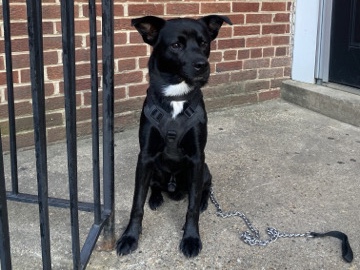 German Shepherd – rehome Louie ❤️ – Greenbelt