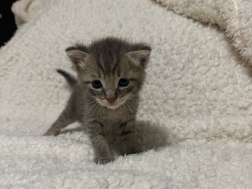 3 weeks old kitten – Homestead