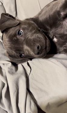 American Pit Bull Terrier – blue nose pitbull