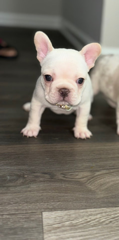 French Bulldog – Purebred Male French bulldog looking for a loving home 🥰🐾