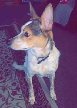 Jack Russell Terrier – huskey jack and healer mix