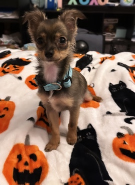 Chihuahua – 5 month old chihuahua