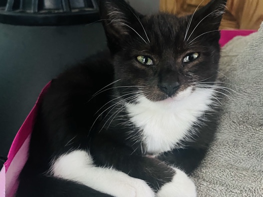 Friendly Kitten Available for Rehoming – 14 Weeks Old – Liverpool – Liverpool