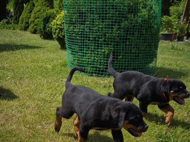 Rottweiler – Priceless Rottweiler puppies Available – Philadelphia