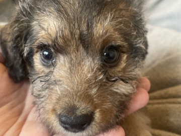 Puppy - Terrier & Chihuahua Mix – San Tan Valley