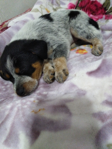 Australian Cattle Dog – Australian farm mix/jack rat terrier pups