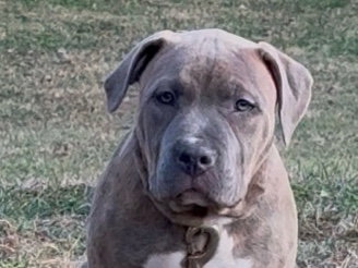 American Pit Bull Terrier – Brindle Female Bully Puppy – Union Mills