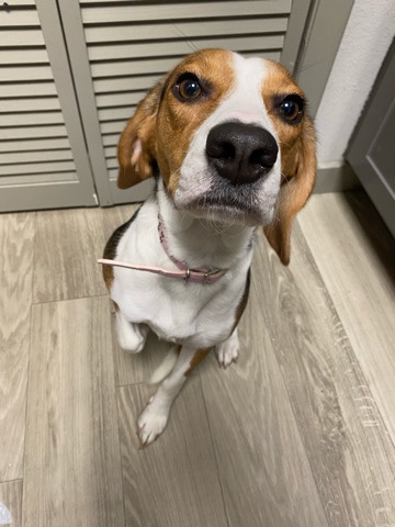 Beagle – Beagle Need New Home