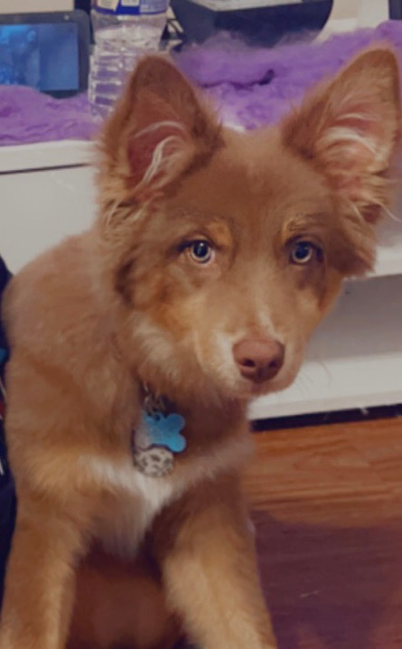 Australian Shepherd – Fun Loving Red-Bi Australian Shepherd