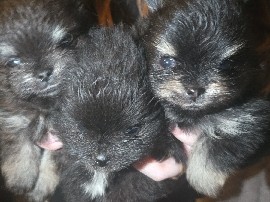 Pomeranian – pomeranian – Westminster