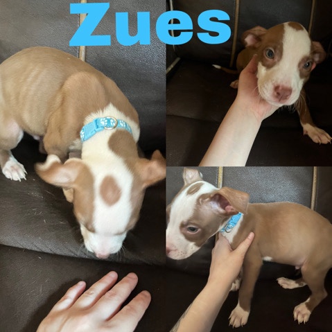 American Pit Bull Terrier – Pitbull For Sale