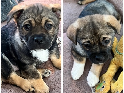 Pug – puggle mix females – Galeville