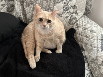 Freya – Monroe