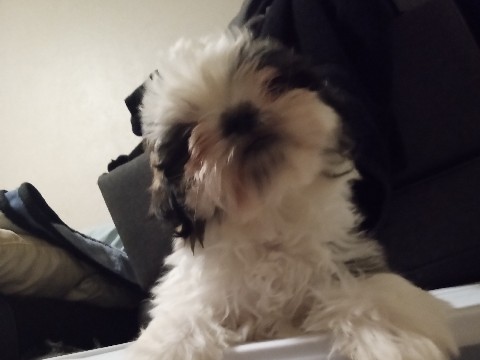 Shih Tzu - we have puppies for sale  available for adoption in Phoenix