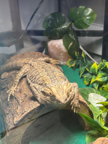 bearded dragon