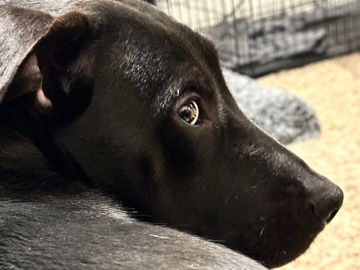 Labrador Retriever – Re-Homing Jynx (black lab) ❤️ – Nixa