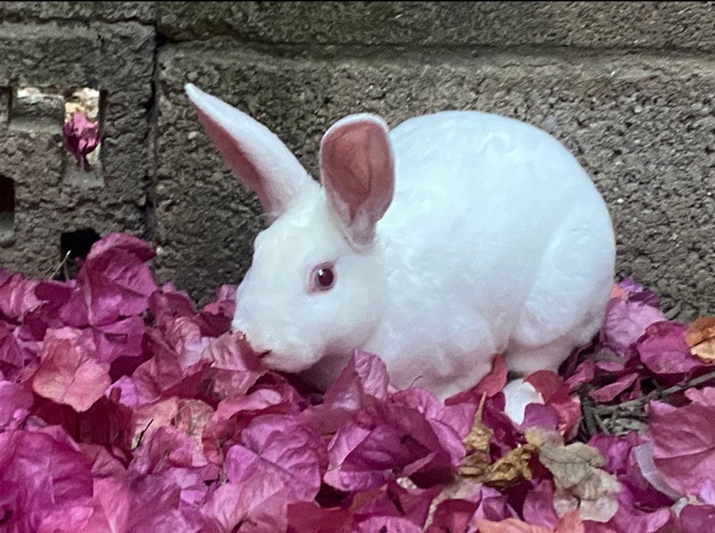 Rex – Rex rabbit