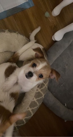 Cavalier King Charles Spaniel – Cute small dog