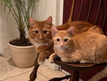 Rehoming Chancho & Nacho – San Bernardino