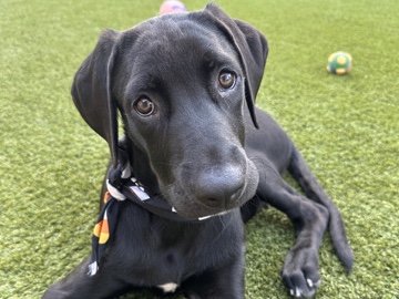 Labrador Retriever - Sweet puppy  available for adoption in San Diego