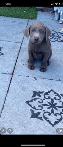 blue Labrador puppy