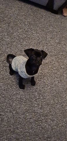 5 month old Spaniel cross pug