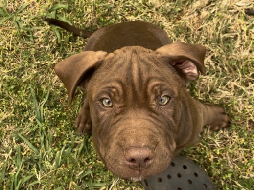 American Pit Bull Terrier – male chocolate puppy ready for forever home! – McDonough