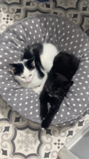 Bombay – 2 kittens.