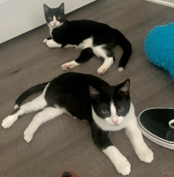 American Shorthair – Two 5month old cats! With all necessities included