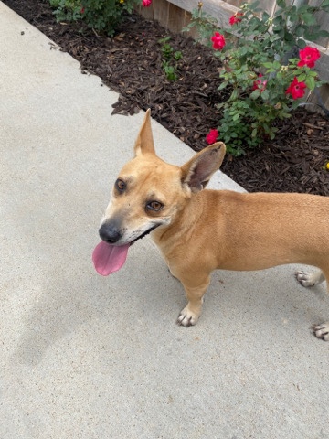 Dog needs a new home