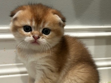Scottish Fold - Zoe available for adoption in Spartanburg