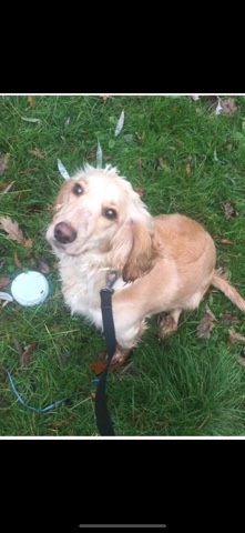 English Cocker Spaniel – cockerspainel puppies
