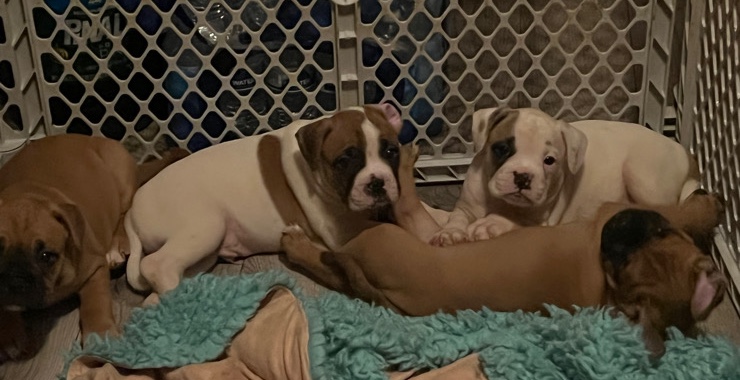 Boxer – boxer / mix pups