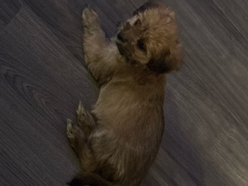 Mixed Breed – Shitzu – Hanford