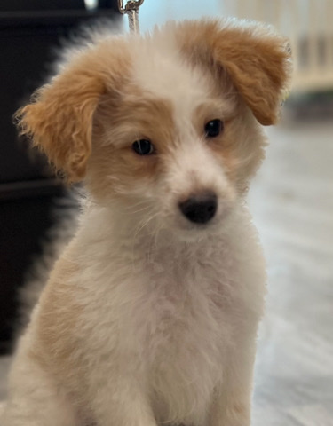 Pomeranian – Rocky