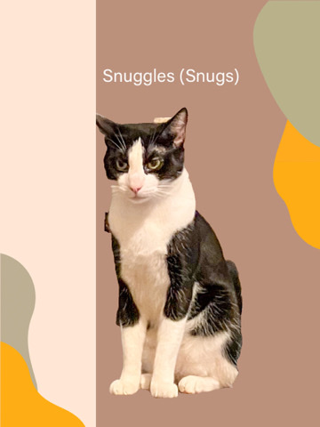 Fixed male cat needing loving home