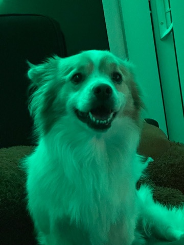 Cardigan Welsh Corgi – Finnigan