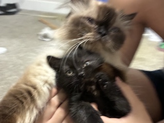Himalayan – half Persian Himalayan – Spokane