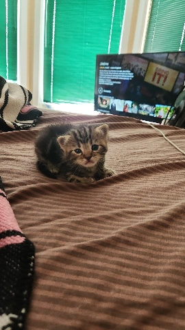 Scottish Fold – Kittens for sale.