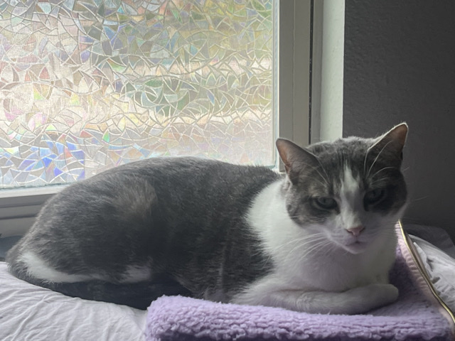 American Shorthair – looking to rehome lily! – Riverview