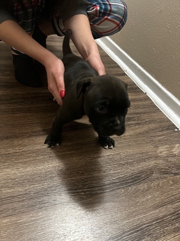 dog