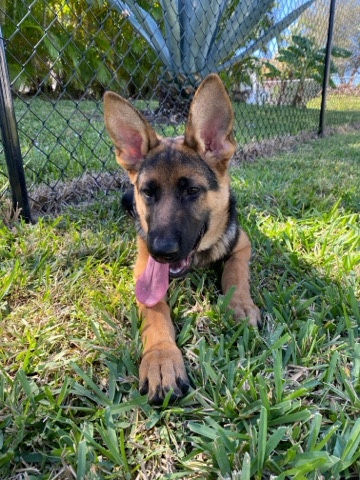 German Shepherd – German shepherd for sale