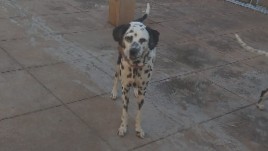 Dalmatian – two dogs for just ***