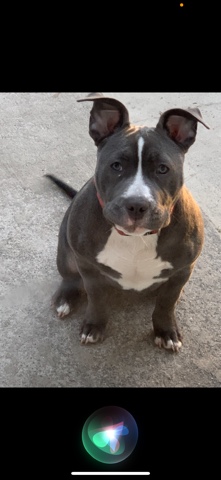 American Pit Bull Terrier – American bully pocket