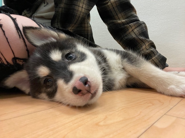 Pomeranian – Male Pomsky Tanner